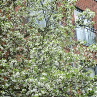 A green tree in flower, the blossoms are whitish-pink, taken from below.